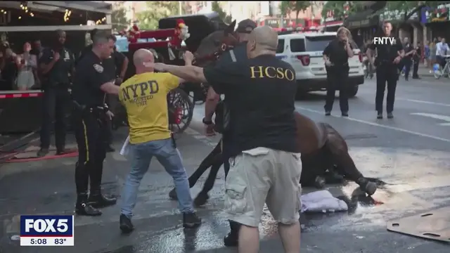 Video thumbnail for Carriage driver found not guilty of animal abuse after his horse collapsed