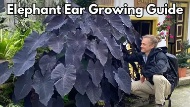 'Video thumbnail for ELEPHANT EAR Care - How to Grow for Lush Plants - Colocasia & Alocasia'