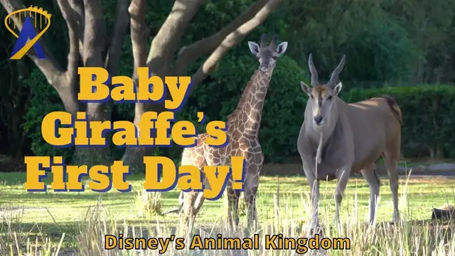 Video thumbnail for Baby Giraffe's First Day on the Savanna at Animal Kingdom