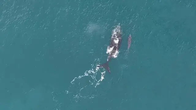 Video thumbnail for Argentina: Scientists monitor endangered whales in Argentina's San Jorge Gulf.