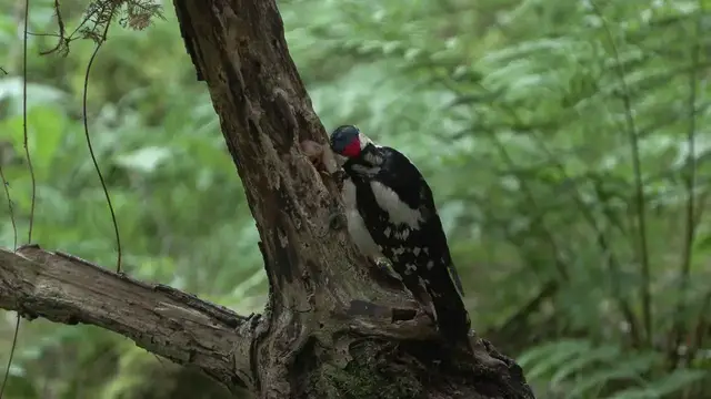 Video thumbnail for Great Spotted Woodpecker Opening a Hazelnut