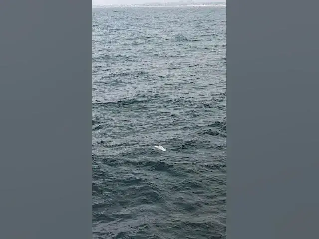 Video thumbnail for My whale watching trip turned into a trash watching trip #littering #trash #ocean #shorts