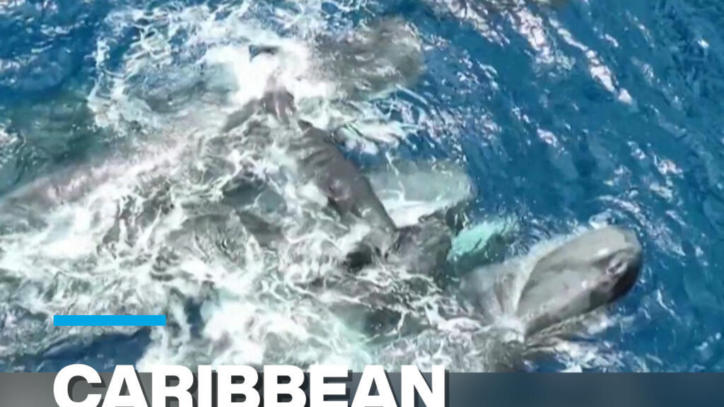 Video thumbnail for Caribbean: scientists release rare footage of sperm whale birth