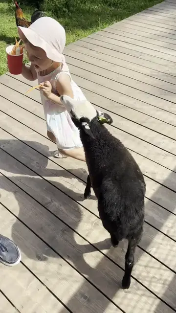 Video thumbnail for Toddler Befriends a Hungry Lamb at the Petting Zoo