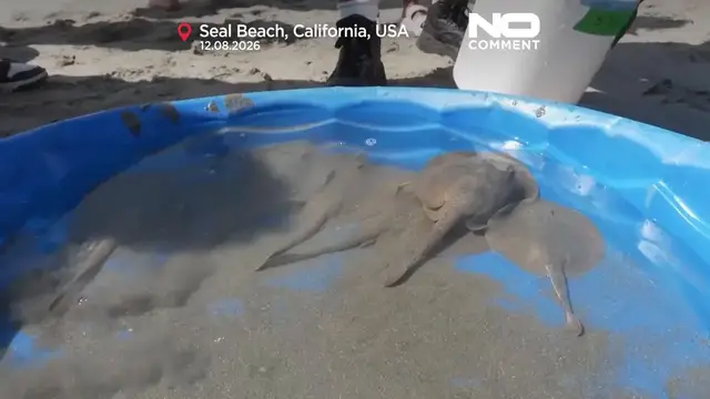 Video thumbnail for Soaring stingray numbers off California beaches drive record injuries