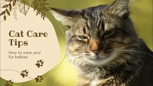 'Video thumbnail for Embark on a journey to understand and care for our beloved pets'