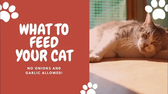 'Video thumbnail for Embark on a journey to understand and care for our beloved pets'