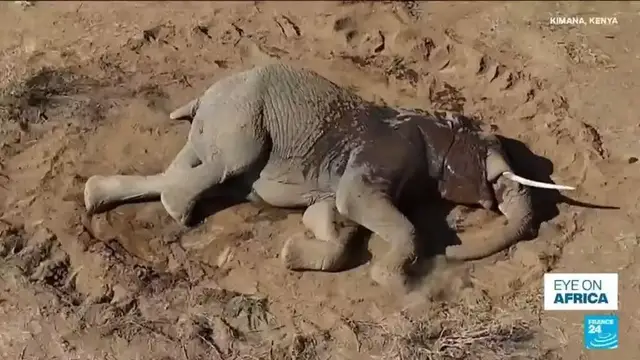 Video thumbnail for At least 20 elephants died in Kenya, theory of cianide poisoning contested