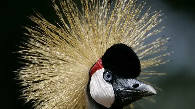 Video thumbnail for The Pride of Africa: Efforts underway to protect Africa's endangered grey crowned crane