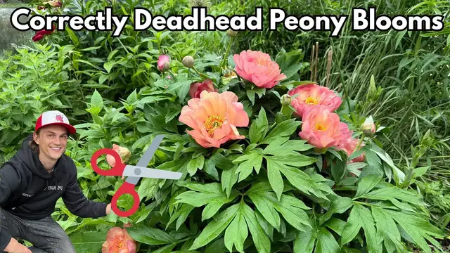 Video thumbnail for Deadheading PEONY Flowers - the Correct way Keep Peonies Looking Healthy