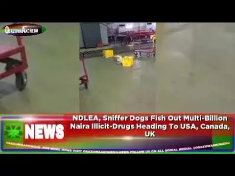 'Video thumbnail for NDLEA, Sniffer Dogs Fish Out Multi-Billion Naira Illicit-Drugs Heading To USA, Canada, UK'