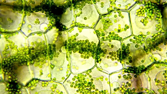 Video thumbnail for Photosynthesis Likely Emerged About 1.75 Billion Years Ago, New Evidence