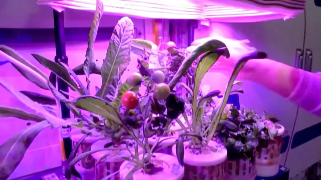 Video thumbnail for Inside Tiangong: astronauts dine on vegetables grown in orbit