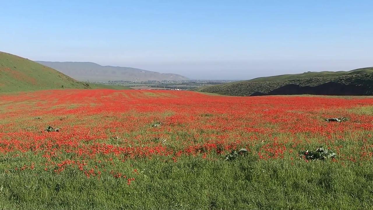 Video thumbnail for Kyrgyzstan: Poppies in bloom near Bishkek.