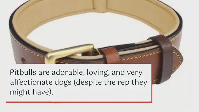 Video thumbnail for The 8 best dog collars for a Pitbull
