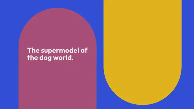 Video thumbnail for 15 cute Weimaraner mixes (with pictures!)