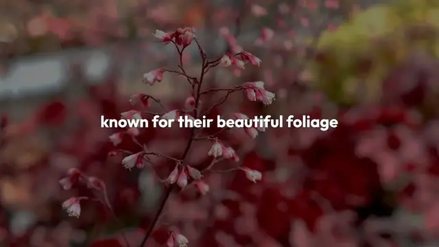 Video thumbnail for Best Plants for Shady Backyards