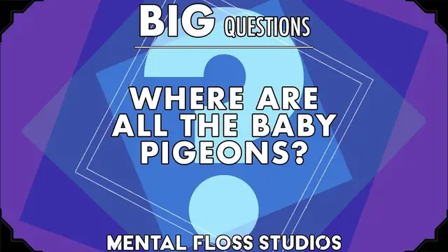 Video thumbnail for Where Are All the Baby Pigeons? | Mental Floss