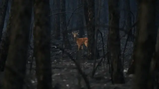 Video thumbnail for How volunteers are helping forest wildlife survive their blazing habitats