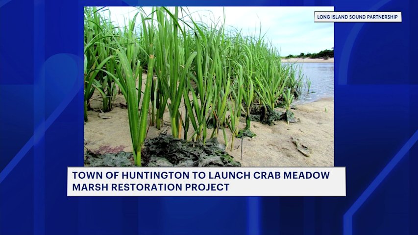 Video thumbnail for Crab Meadow salt marsh restoration aims to reverse decades of decline