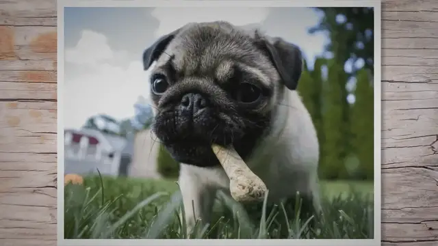 'Video thumbnail for Canine Nutrition: How to Choose the Best Food for Your Dog -'