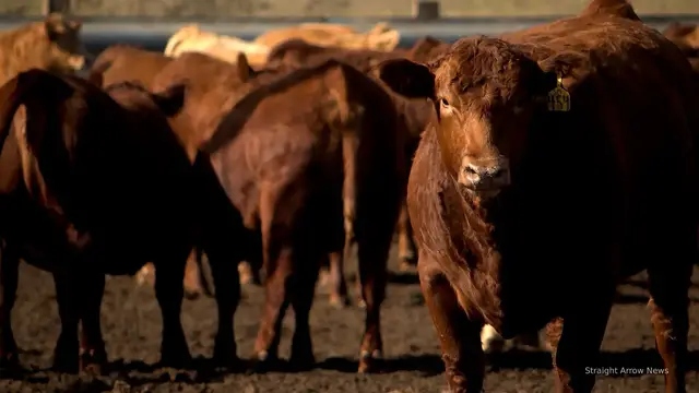 Video thumbnail for America’s appetite for beef grows while cattle supply hits a 70-year low