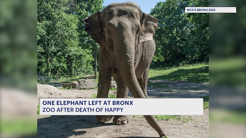 Video thumbnail for One elephant left at Bronx Zoo following death of another elephant named 'Happy'
