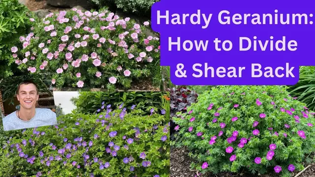 Video thumbnail for HARDY GERANIUM: How to Divide & Shear Back for more Flowers