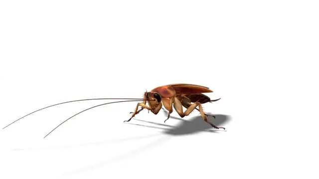Video thumbnail for The story behind cockroaches' survival of the dinosaur killer asteroid