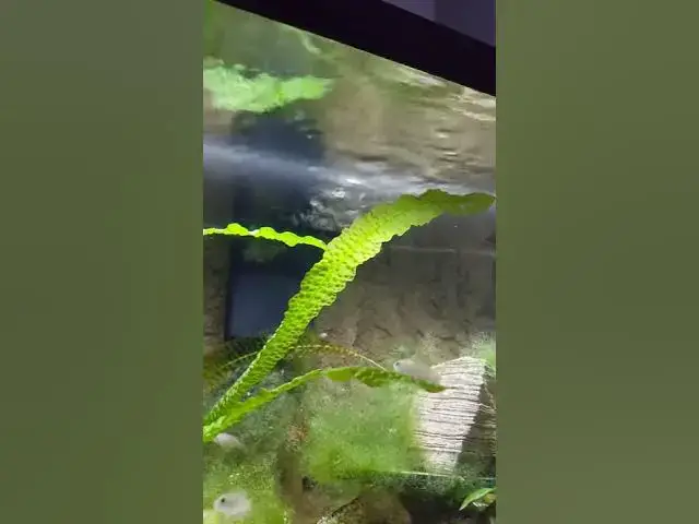 Video thumbnail for Watching Flow from the Tidal 55 in my Multis tank #shorts