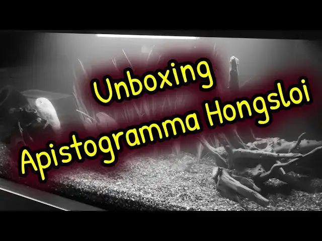 Video thumbnail for Apistogramma Hongsloi for my Apisto tank