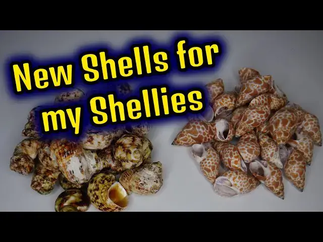 Video thumbnail for New Shells for my  Multifasciatus Tank and How I prepare them.