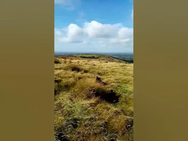 'Video thumbnail for It's all gone bonkers. The Cocker spaniel pack.'