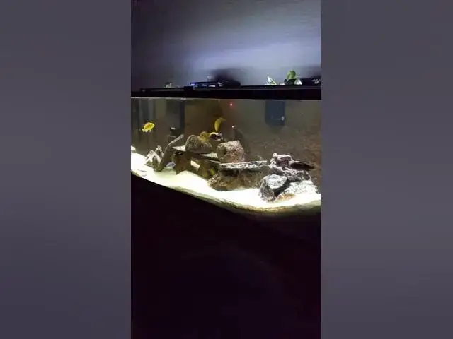 Video thumbnail for African Cichlids vs Laser #shorts