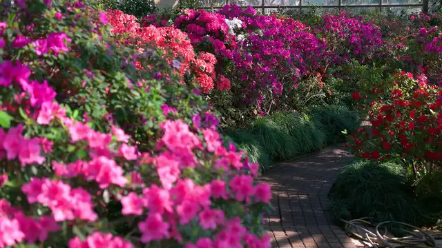 Video thumbnail for Cold-Hardy Azalea Varieties: Best Choices for Chilly Climates