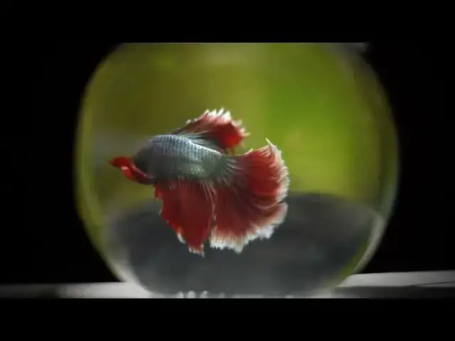 Video thumbnail for FIGHTER FISH