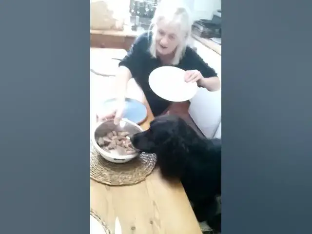 'Video thumbnail for Nimrod the Cocker's birthday tea with the pack'