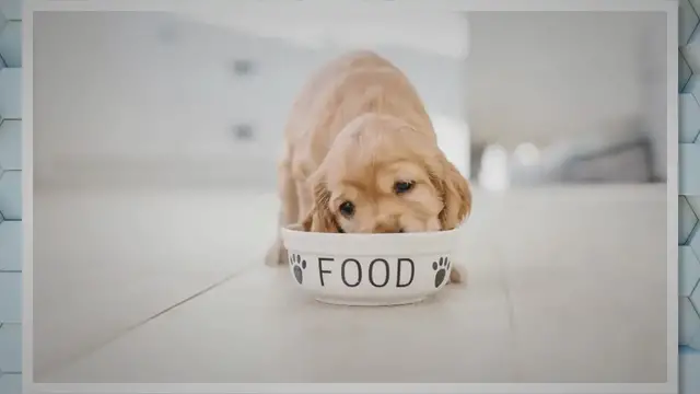 Video thumbnail for Quando un Cocker Spaniel Diventa Adulto: Guida Completa