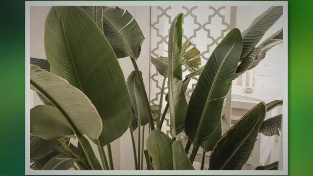 Video thumbnail for How to Take the Best Care of Your Indoor Banana Plants