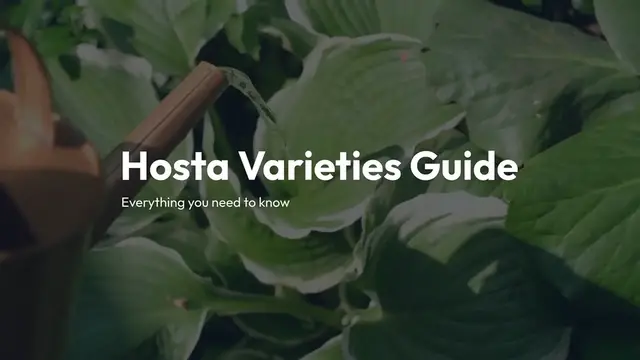 Video thumbnail for Hosta Varieties Guide