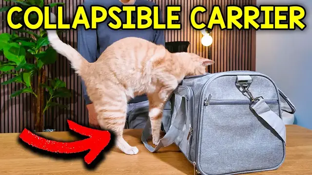 Video thumbnail for What To Expect With The LEHNI Collapsible Cat Carrier (Is It WORTH IT? )