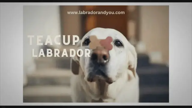Video thumbnail for Teacup Labrador: Pros & Cons Of The Miniature Labrador