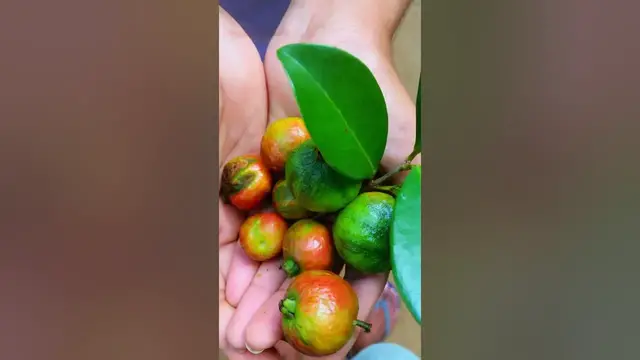 Video thumbnail for Jam Juave #fruit #shorts