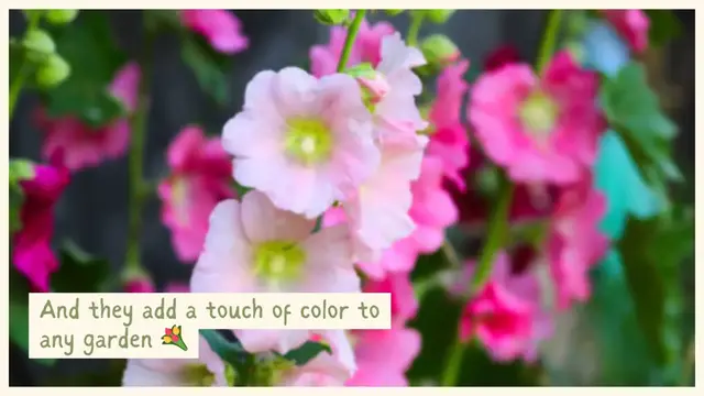 Video thumbnail for How to grow hollyhocks flowers in your zone 🌸
