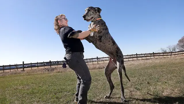 Video thumbnail for Meet Reggie, the world's tallest dog