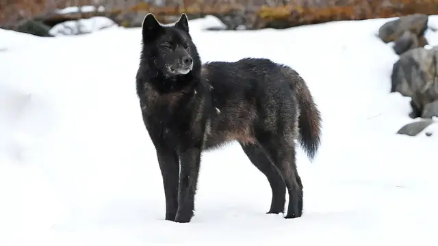 Video thumbnail for Meet the 9 Largest Wolf Species Roaming the United States Wilderness