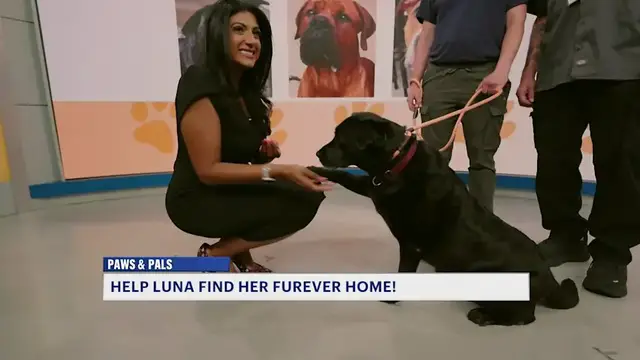 Video thumbnail for Paws and Pals: Luna is a spunky senior looking for a 'furever' home    