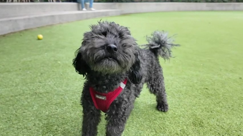 Video thumbnail for 'Scoop Act' targets dog waste citywide