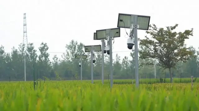 Video thumbnail for China: Technology makes farming as easy as 'a tap on a smartphone' in China.