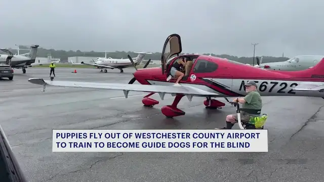 Video thumbnail for Future guide dogs take flight from Westchester County Airport